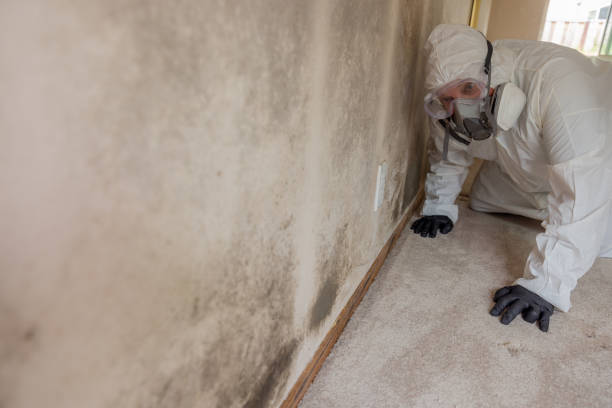 Best Attic Mold Removal  in Terrell, TX